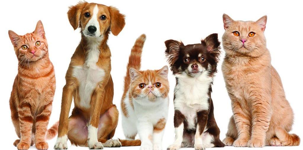 Доска объявлений о животных | ЗооТом - продажа, вязка и услуги для животных в Орлове