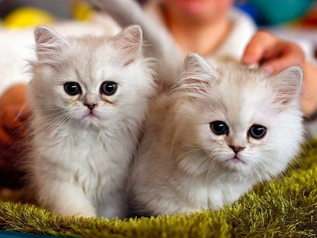 Породы кошек в Орлове | ЗооТом портал о животных