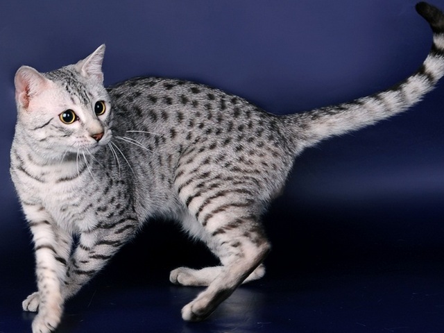 Породы кошек в Орлове | ЗооТом портал о животных