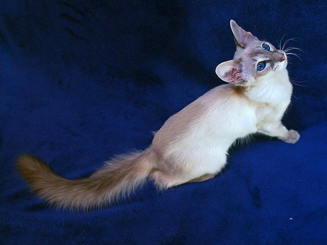 Выведенные породы кошек в Орлове | ЗооТом портал о животных