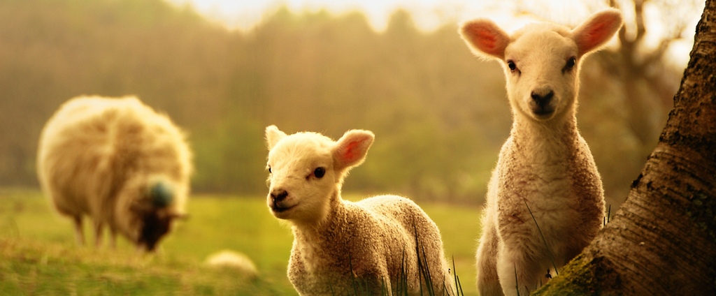 Объявления о сельскохозяйственных животных | ЗооТом - продажа, вязка и услуги для животных в Орлове