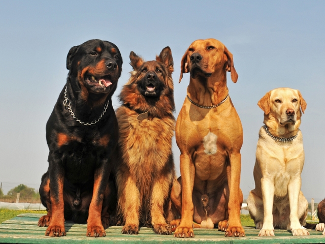 Крупные породы собак в Орлове | ЗооТом портал о животных