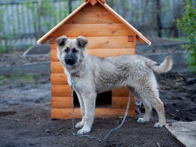 Все о собаках в Орлове